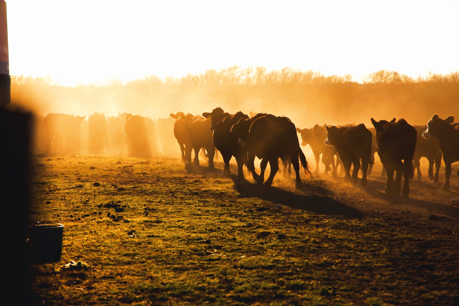 About Us - 406 Bovine - Facial Recognition for Livestock